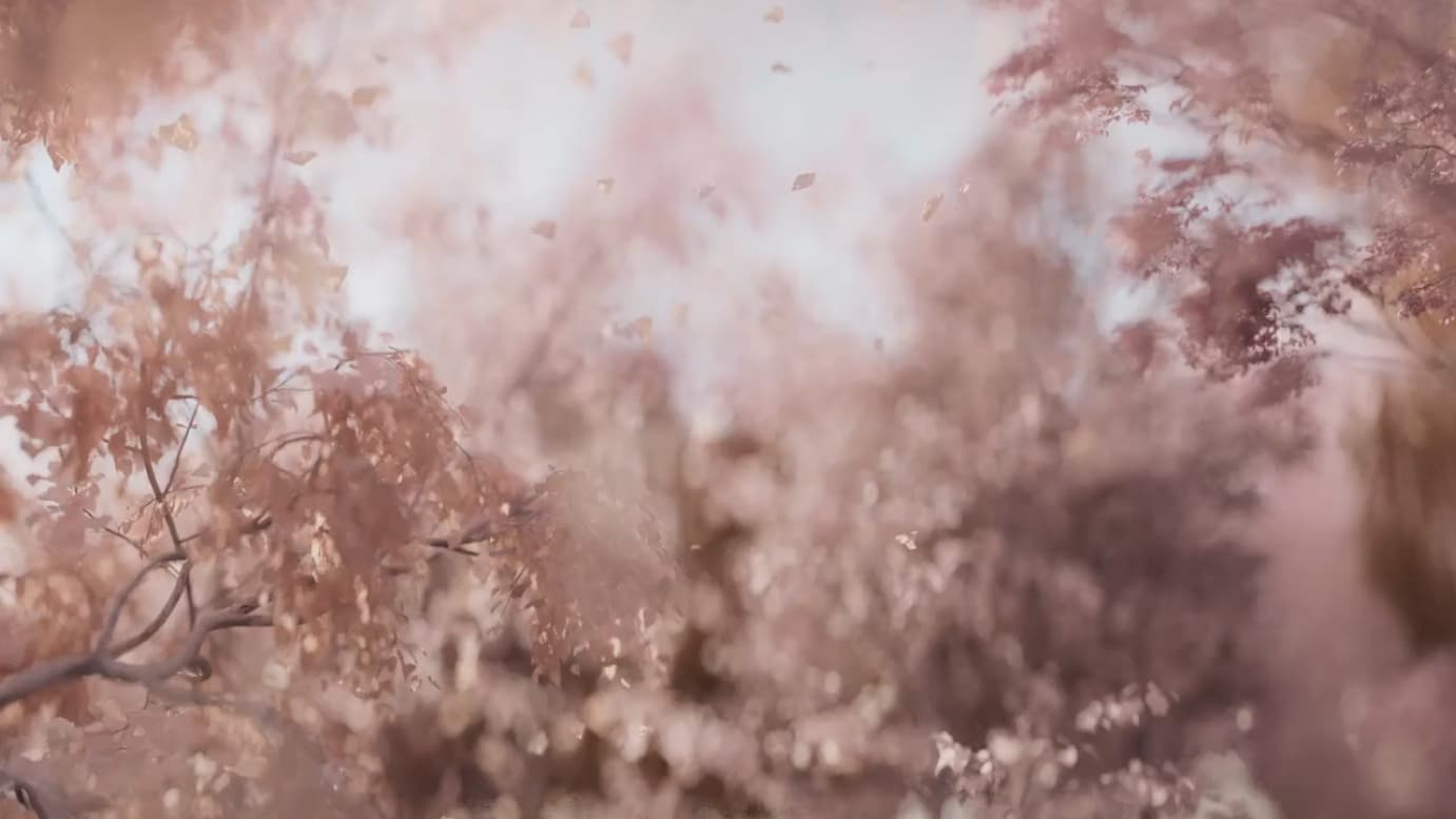 Image frame of an illustrative video with tree leaves